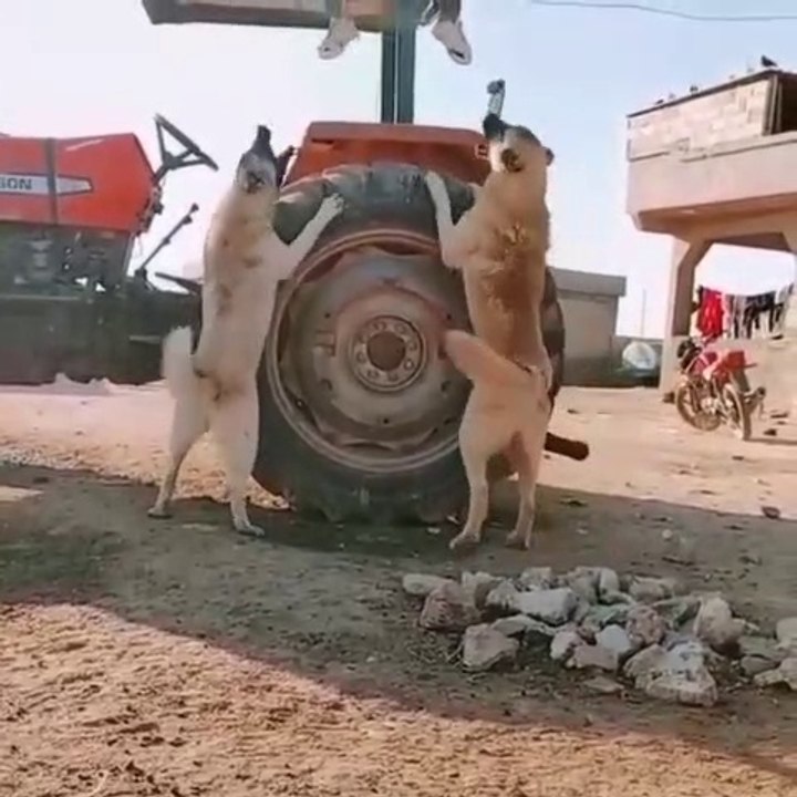 TRAKTOR BOYUNDA DEV COBAN KOPEKLERi - GiANT ANATOLiAN SHEPHERD DOG