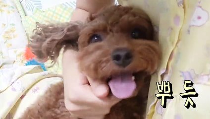 투명벽 설치 강아지반응ㅋㅋㅋ (invisible wall challenge)