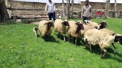 Van'da 5 bacaklı kuzu görenleri şaşırtıyor
