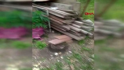 ANTALYA Bahçesinde kenevir ele geçirildi, 'İhtiyacım kadar ektim' dedi