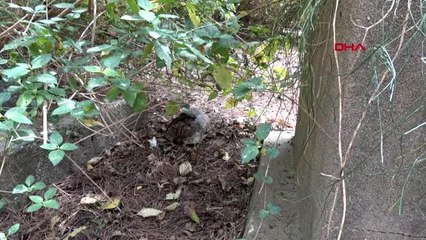 ANTALYA Alanya'daki kaplumbağa vahşetine soruşturma