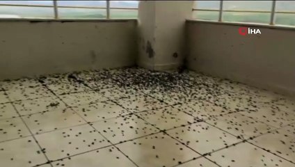 Batman'da bir evi böcekler istila etti