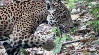 Animales reaparecen en Tikal por falta de visitantes