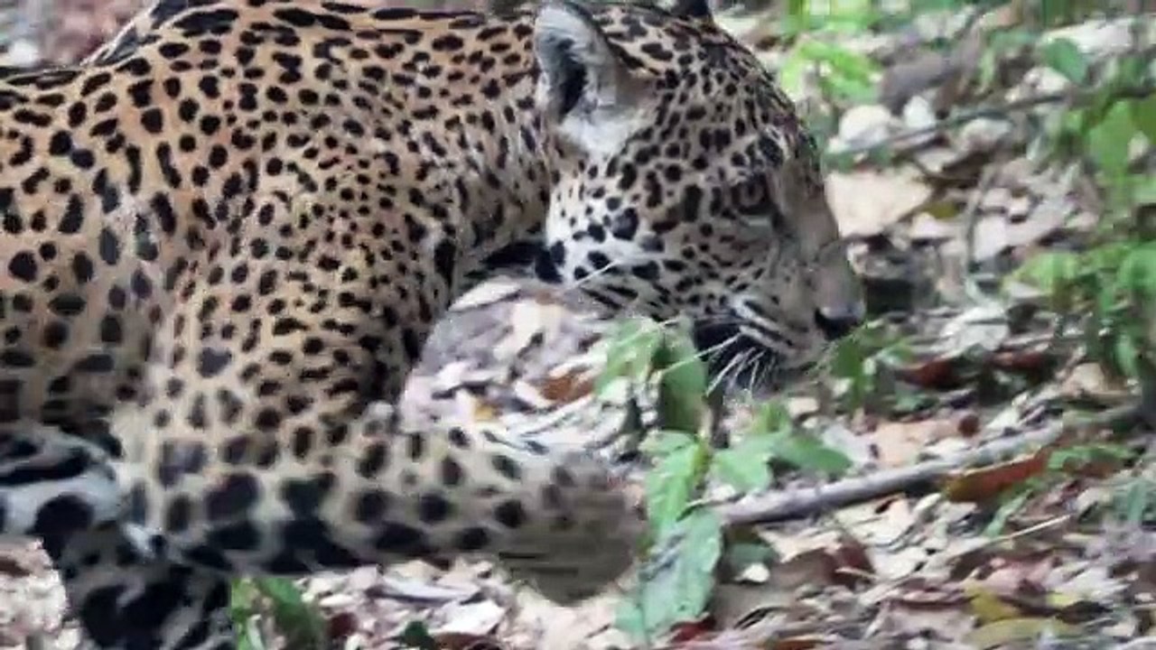 Animales reaparecen en Tikal por falta de visitantes