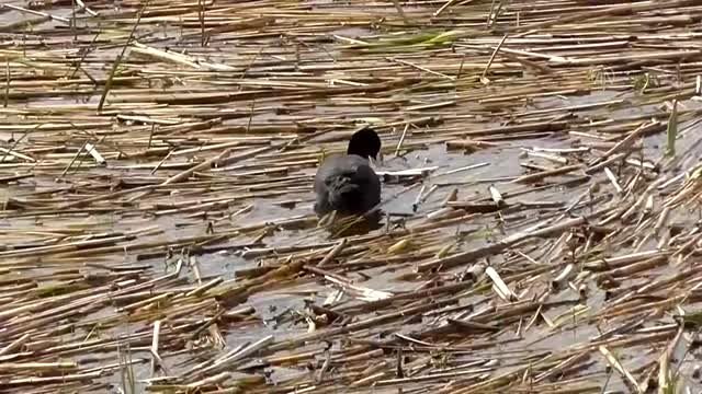 Beyşehir Gölü Milli Parkı'nda yaşam süren sakar mekeler kuluçka mesaisinde