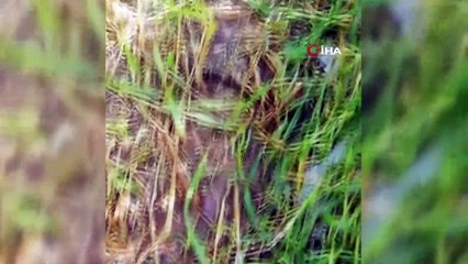 Diyarbakır’da dolu yağışı ekinlere zarar verdi