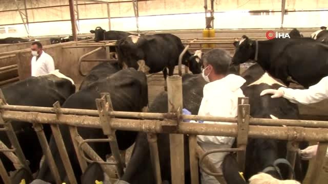 Ankara'da büyükbaş hayvancılık işletmesindeki aşılama ve küpeleme işlemleri incelendi