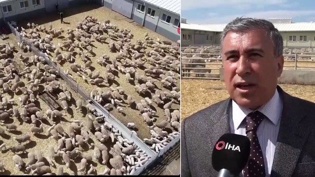 Kuzuların Anneleri İle Buluştuğu Anlar Renkli Görüntüler Oluşturdu