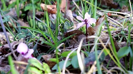 Mantar Sezonu Başladı, Uzmanlar Uyarıyor