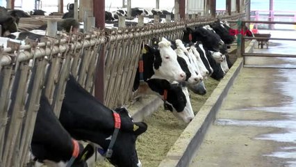 Ankara'da büyükbaş hayvanlara küpeleme çalışması