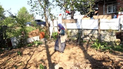 Memleketteki tarlasını evinin bahçesine taşıdı