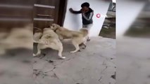 2 kangal cinsi köpeğe, sahipsiz sokak köpeğini boğdurmaya çalışan kişiler gözaltına alındı