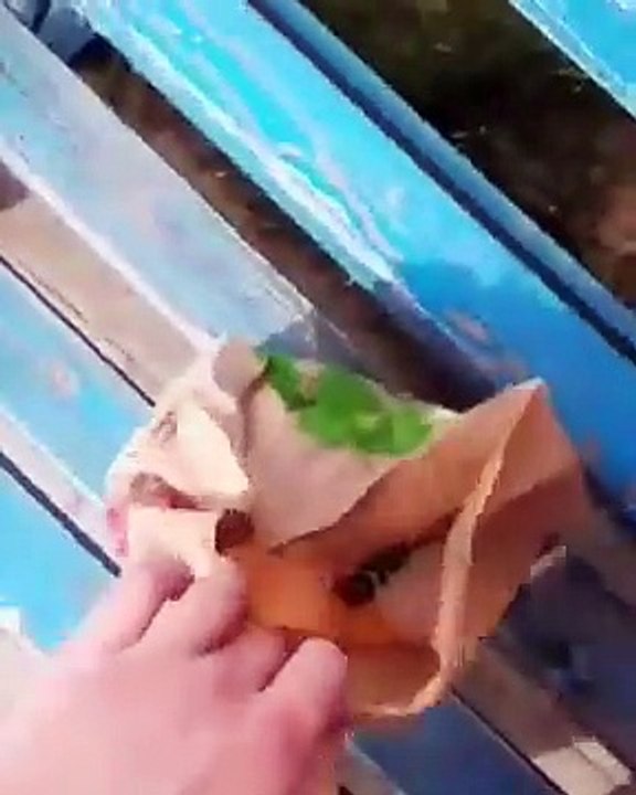 Ce chien est tellement ingrat, il n’a pas aimé la nourriture que la personne lui a donnée et a pissé dessus.