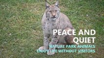 Nature park animals enjoy peace and quiet without human visitors