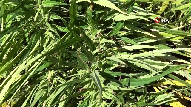 Kenevir Katkılı Antibakteriyel Sıvı El Sabunu Üretildi