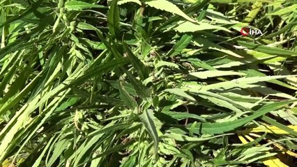 Kenevir Katkılı Antibakteriyel Sıvı El Sabunu Üretildi