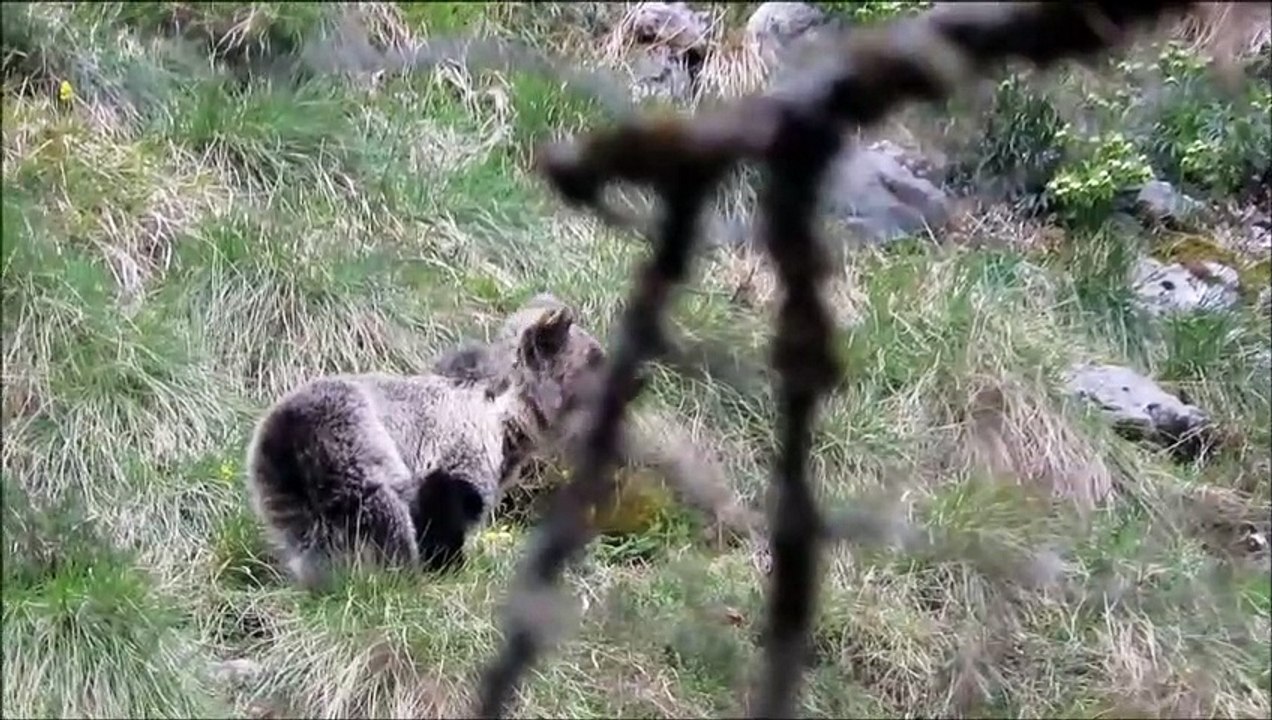 La osezna reintroducida en Picos de Europa retoma la actividad tras pasar seis meses en su refugio invernal