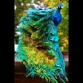 Most beautiful and colourful Peacocks in the world