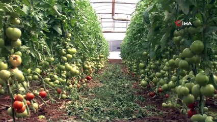 Üreticilerden Mesaj; Biz Sizin İçin Seralarda Çalışıyoruz Siz Evde Kalın
