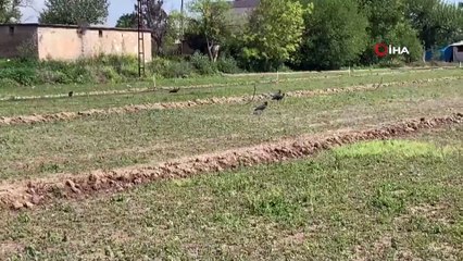 Sokağa Çıkma Kısıtlaması Nesli Tükenen Kelaynaklara Yaradı