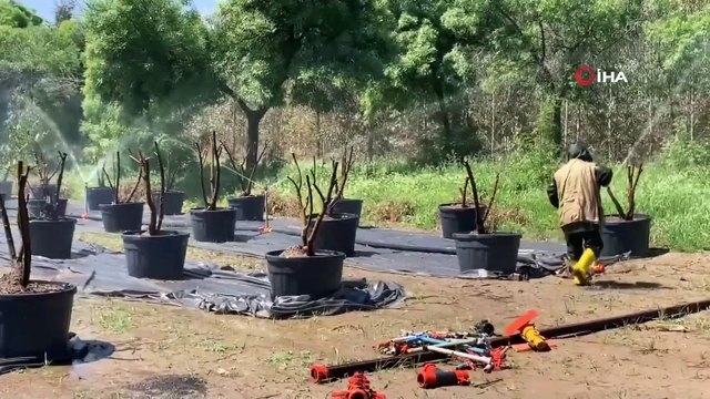 Sokağa Çıkma Kısıtlamasından Muaf Tutulan Çiftçiler Üretime Devam Ediyor