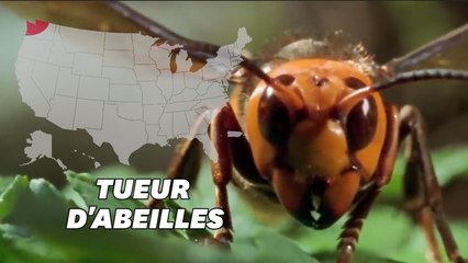 Des frelons géants d'Asie repérés aux États-Unis