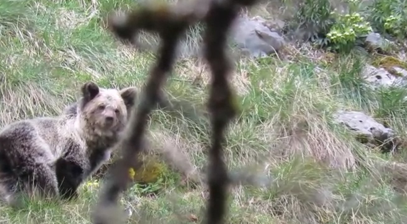 La osezna Saba, recuperada en Cantabria, retoma con normalidad su actividad