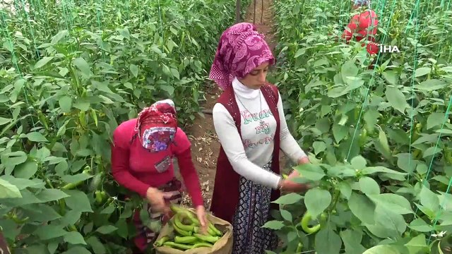 Çiftçiler, Koronavirüs Salgınına Rağmen Üretmeye Devam Ediyor