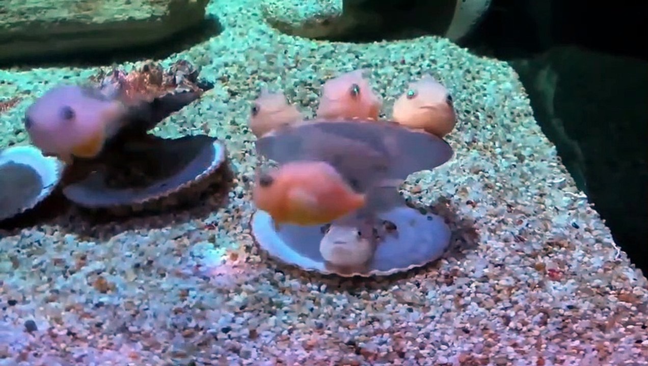 Ces poissons semblent sortir d'un dessin animé et pourtant...