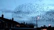 Des milliers d'oiseaux dansent dans le ciel : nuées impressionnantes