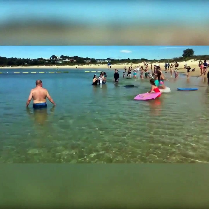 Une otarie nage à toute vitesse entre les jambe...