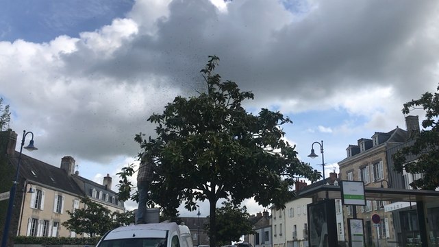 En plein confinement, un essaim d’abeilles anime le centre-ville