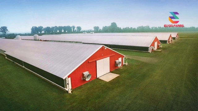 How to start Desi Murgi farming | Part 04 | Farm Structure | Poultry Farming | Urdu/Hindi