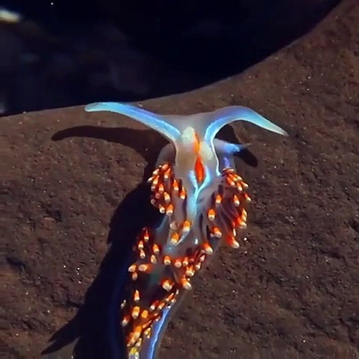 Limace aquatique, regardez ses couleurs magnifi...