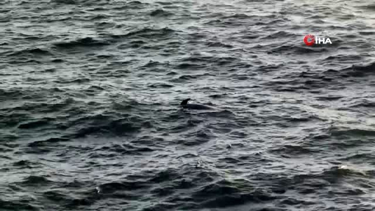 Kuşadası'nda ölü yunus balığı karaya vurdu