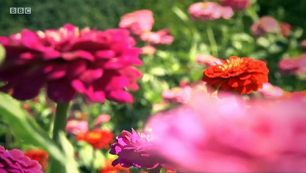 Botany A Blooming History episode 1 A Confusion of Names video