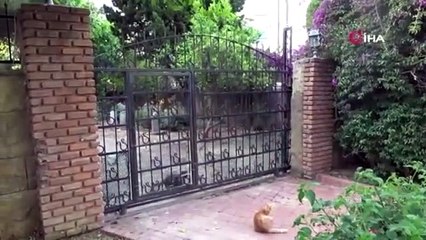 Kaplumbağa katliamına soruşturma