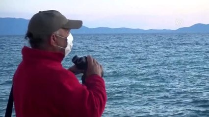 Kuşadası'nda telef olan yunusu denizden çıkarma operasyonu