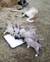 ANADOLU COBAN KOPEK YAVRULARI SABAH KAHVALTISI - ANATOLiAN SHEPHERD DOG PUPPiES