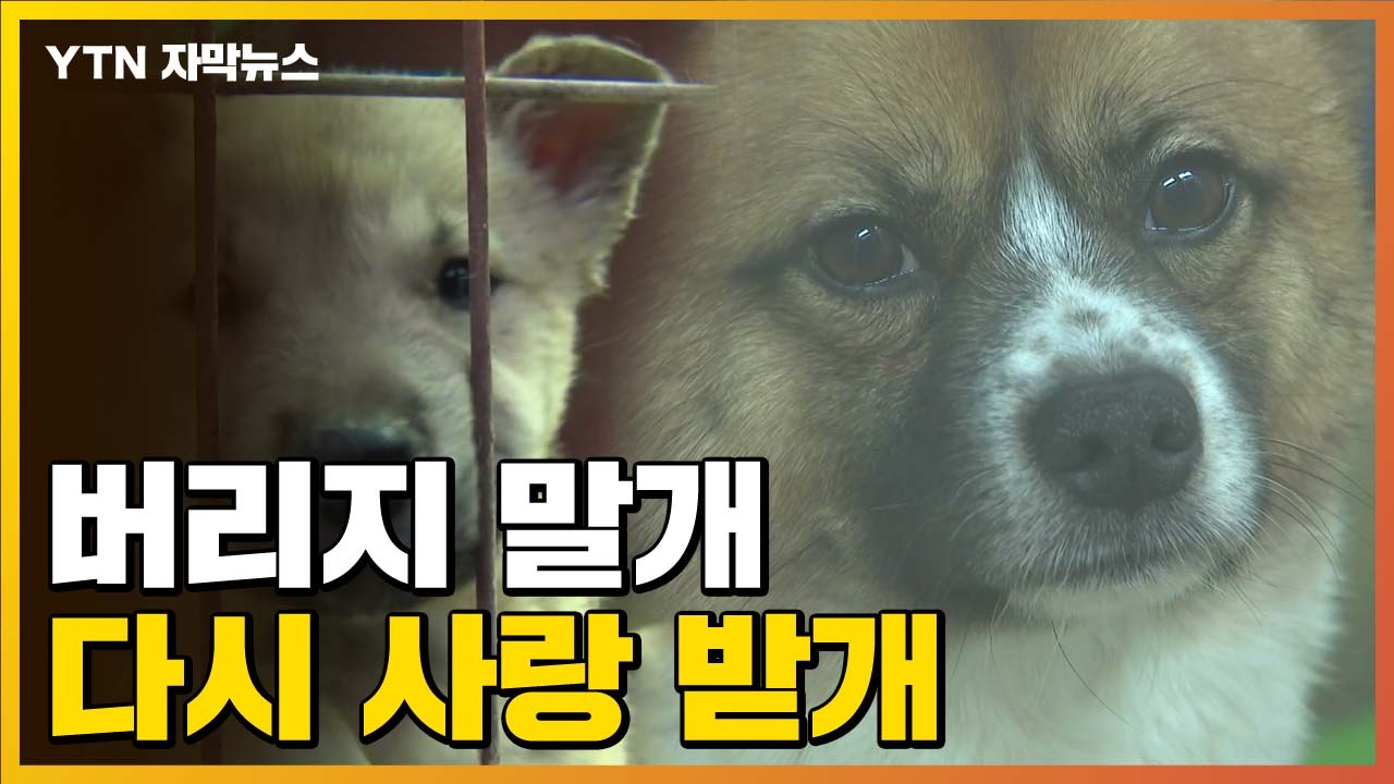 [자막뉴스] 코로나19 감염 우려...유기견 입양도 '일시 정지' / YTN