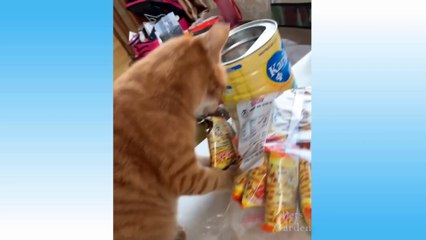 Cute Pets And Funny Animals Compilation #3 - Pets Garden