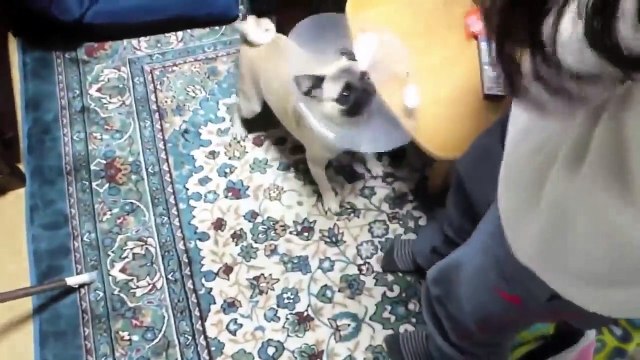 TOP 10 dog barking videos compilation 2020 ♥ Dog barking sound - Funny dogs