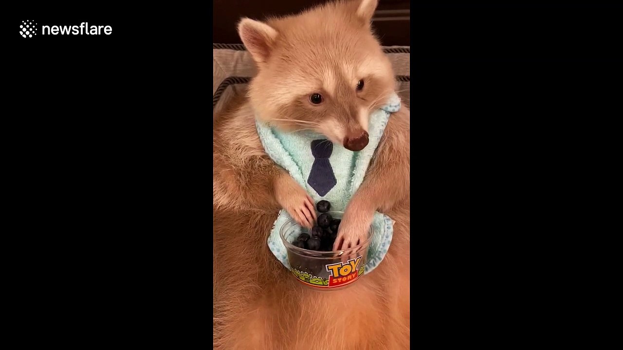 Rare albino raccoon enjoys life as it eats bowl full of blueberries