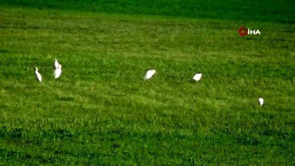 Göçmen kuşlar Yüksekova'ya renk kattı