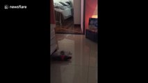 Excitable cat learns to play fetch just like a dog