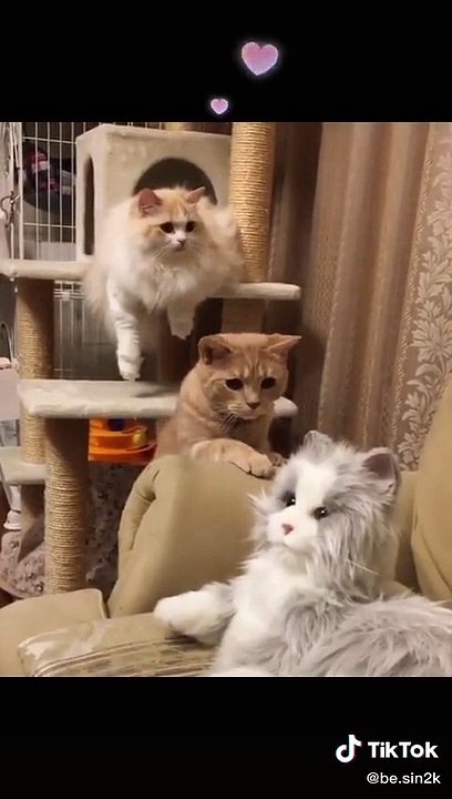 tik tok,tik tok 2020,tik tok compilation,best of tiktok,best of tik tok,tik tok best,tiktok best,tiktoks,tok toks,best tiktoks,tiktok,tik tok dance,the best tik tok compilation,best tik tok compilation,tiktoks 2020,tik tok comedy,funny tik tok videos,best