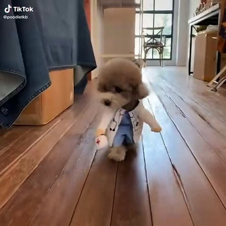 tik tok,tik tok 2020,tik tok compilation,best of tiktok,best of tik tok,tik tok best,tiktok best,tiktoks,tok toks,best tiktoks,tiktok,tik tok dance,the best tik tok compilation,best tik tok compilation,tiktoks 2020,tik tok comedy,funny tik tok videos,best