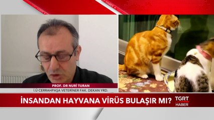 Tải video: Evcil Hayvanlardan İnsanlara Koronavirüs Bulaşır Mı?