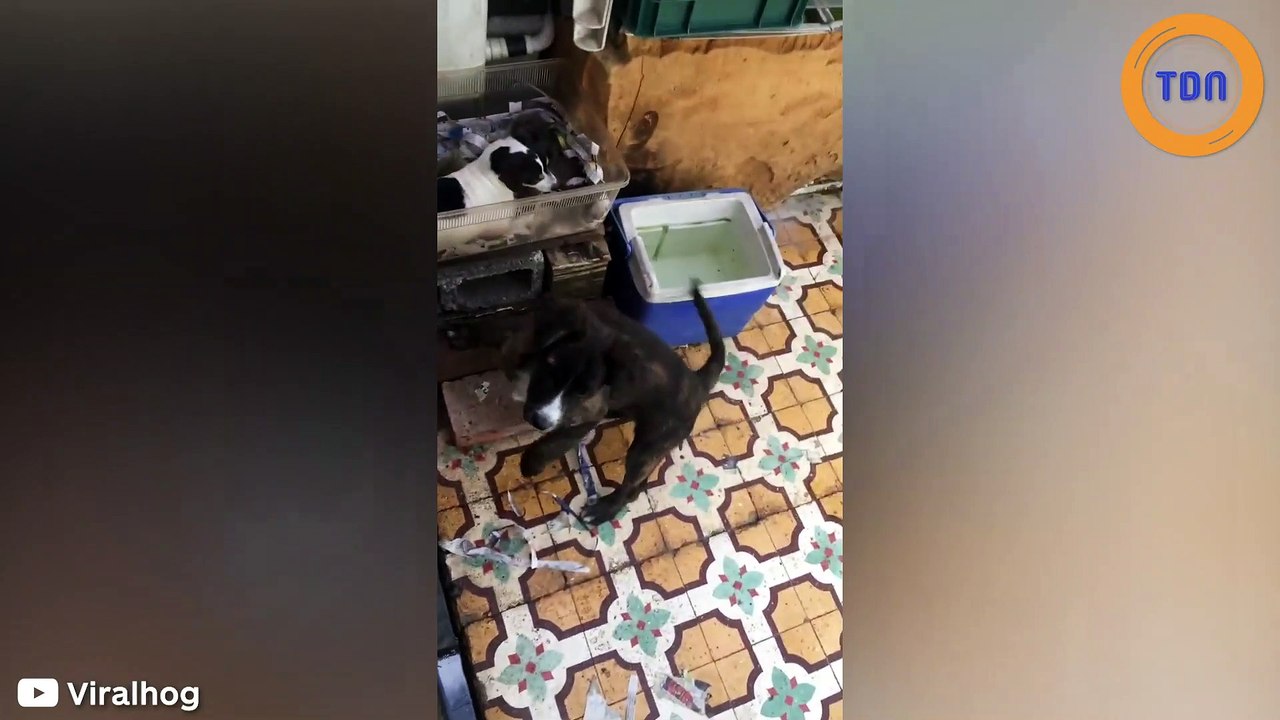 Cette maman Chihuahua adopte... des bébés ratons laveurs  !