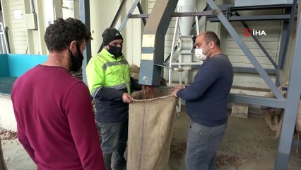 Dünyanın Tek Fındık Üreticisi Bu Yıl Türkiye Olacak